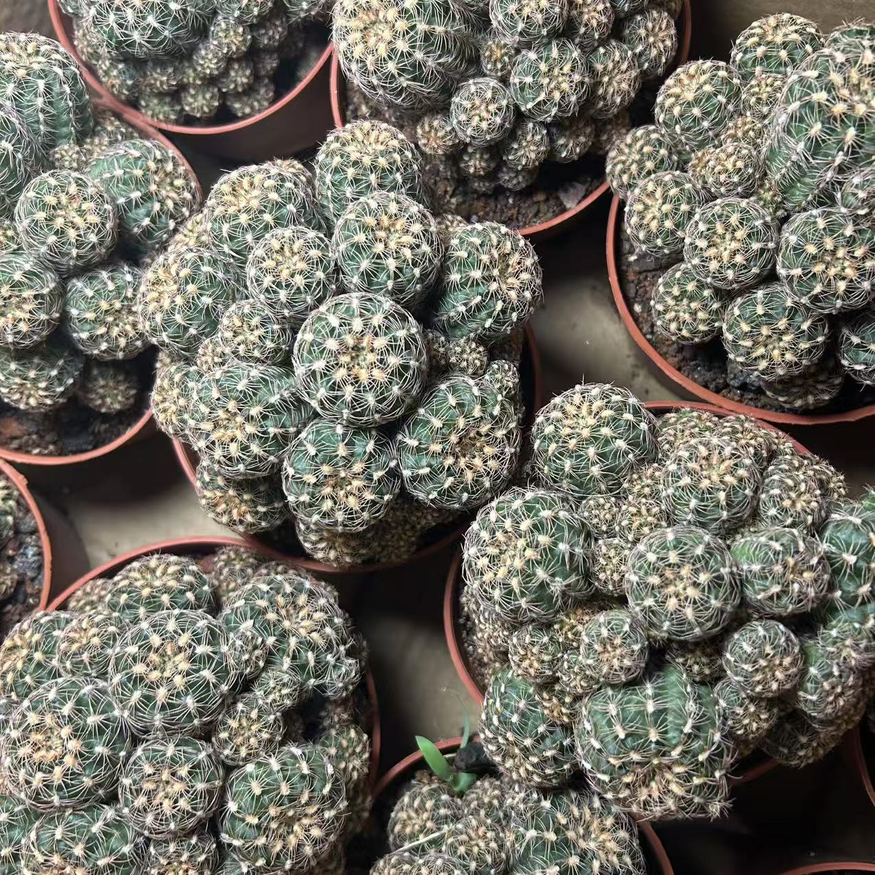 樱花罗星丸  仙人球夏型种绿植盆栽桌面阳台办公室摆件