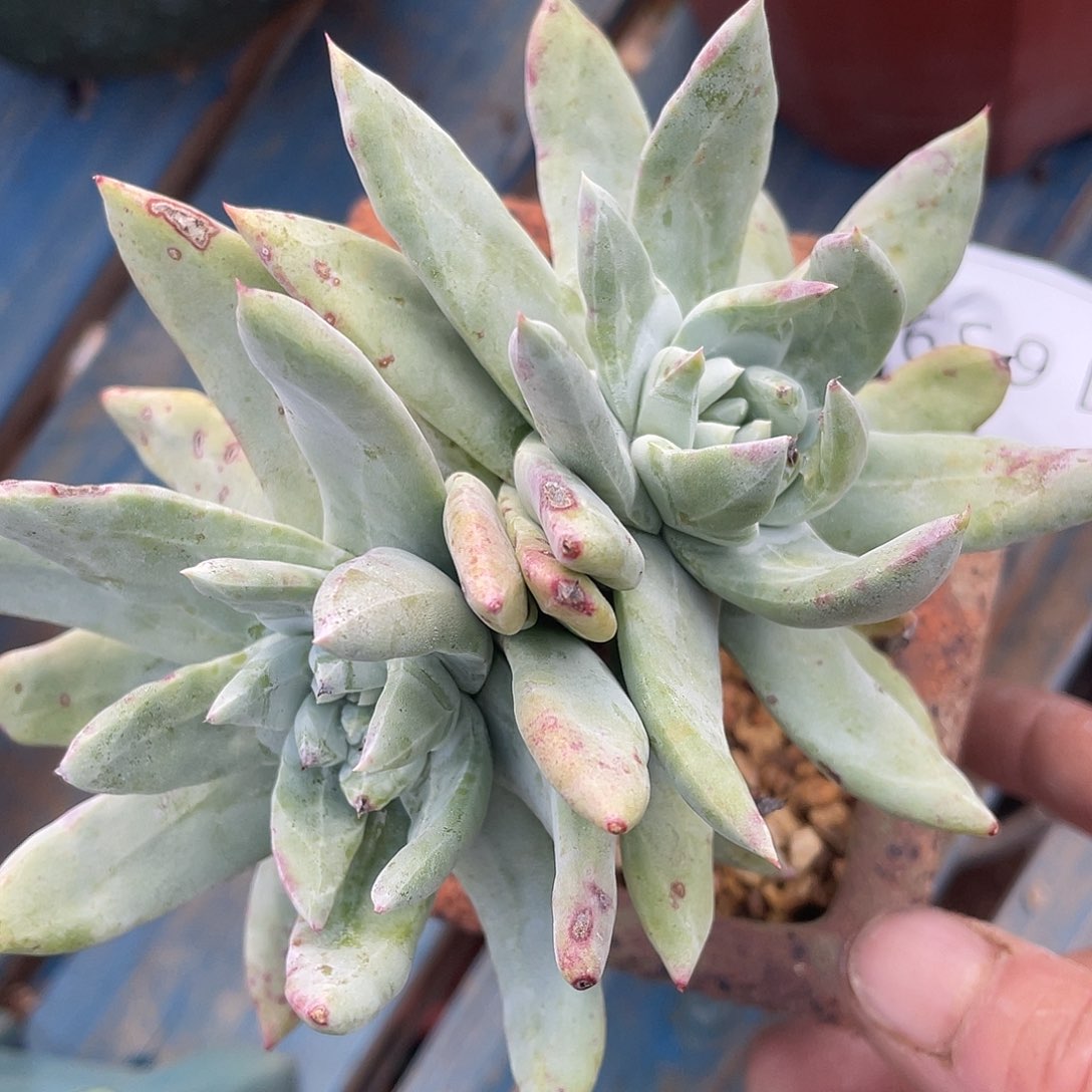 大花朵帕翠莎老桩11639