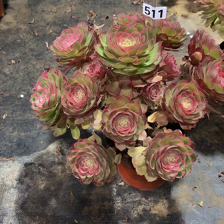 遇****店多肉莲花座5110000