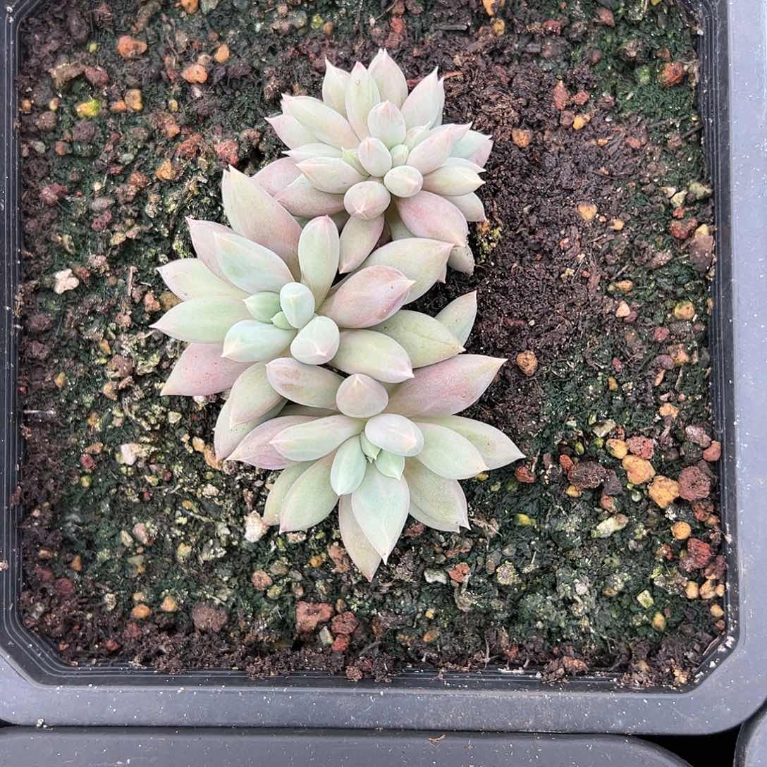 【闪购商品】焦糖缀