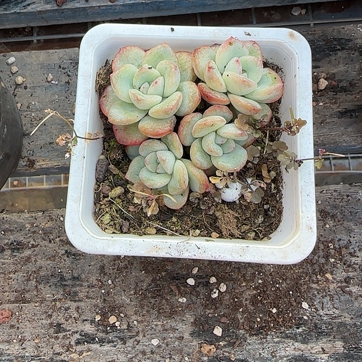 青蛙王子儿童牙膏套装11