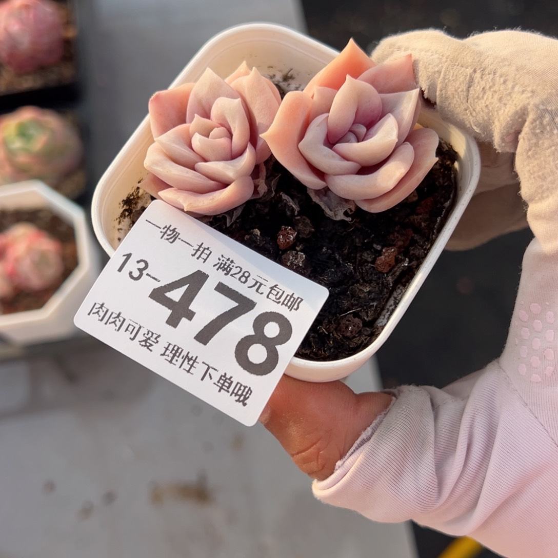 可爱玫瑰多肉多肉多肉多肉多肉