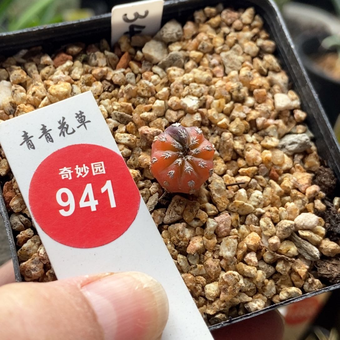 实生奇特球锦1.2cm