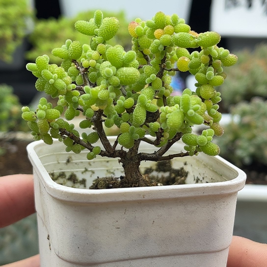 14金桔优选枝干番杏