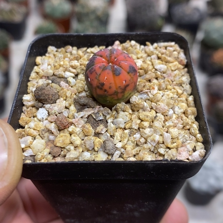 实生都锦特价福利