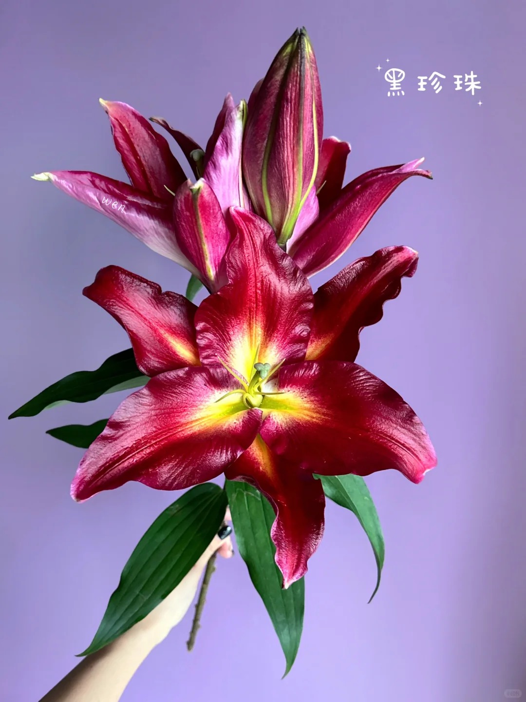 （云南鲜花玫瑰百合）黑珍珠4枝保8个花苞，一单包邮，两单升级冷链！