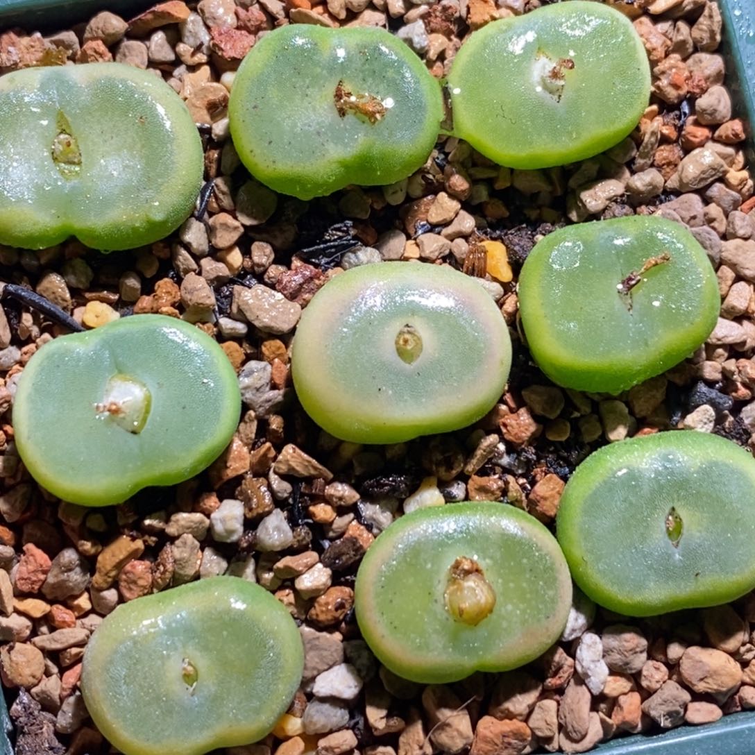 大窗贴地飞水晶鞋