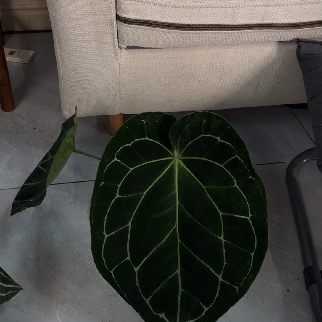 不开花植物圆脸黑水晶