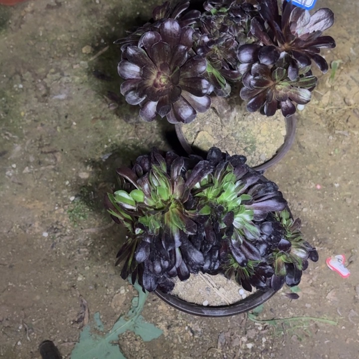 老**的组合两颗缀化1011