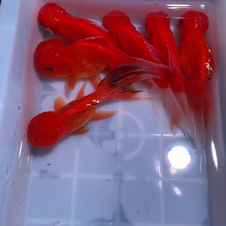 金鱼大狮子子头六尾