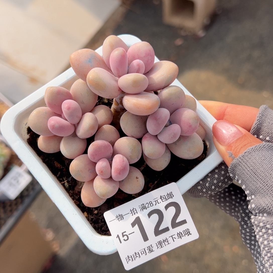 桃蛋多肉多肉多肉多肉，