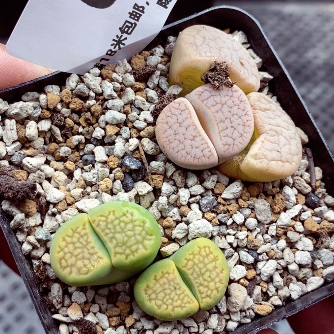 我是一只小小鸟地域鬼042