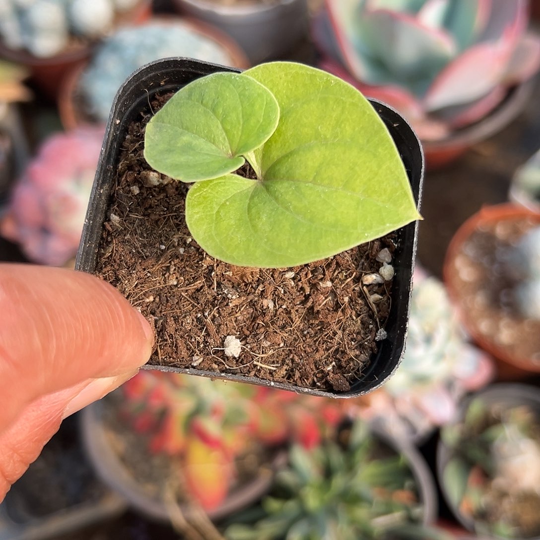 多肉植物多肉植物