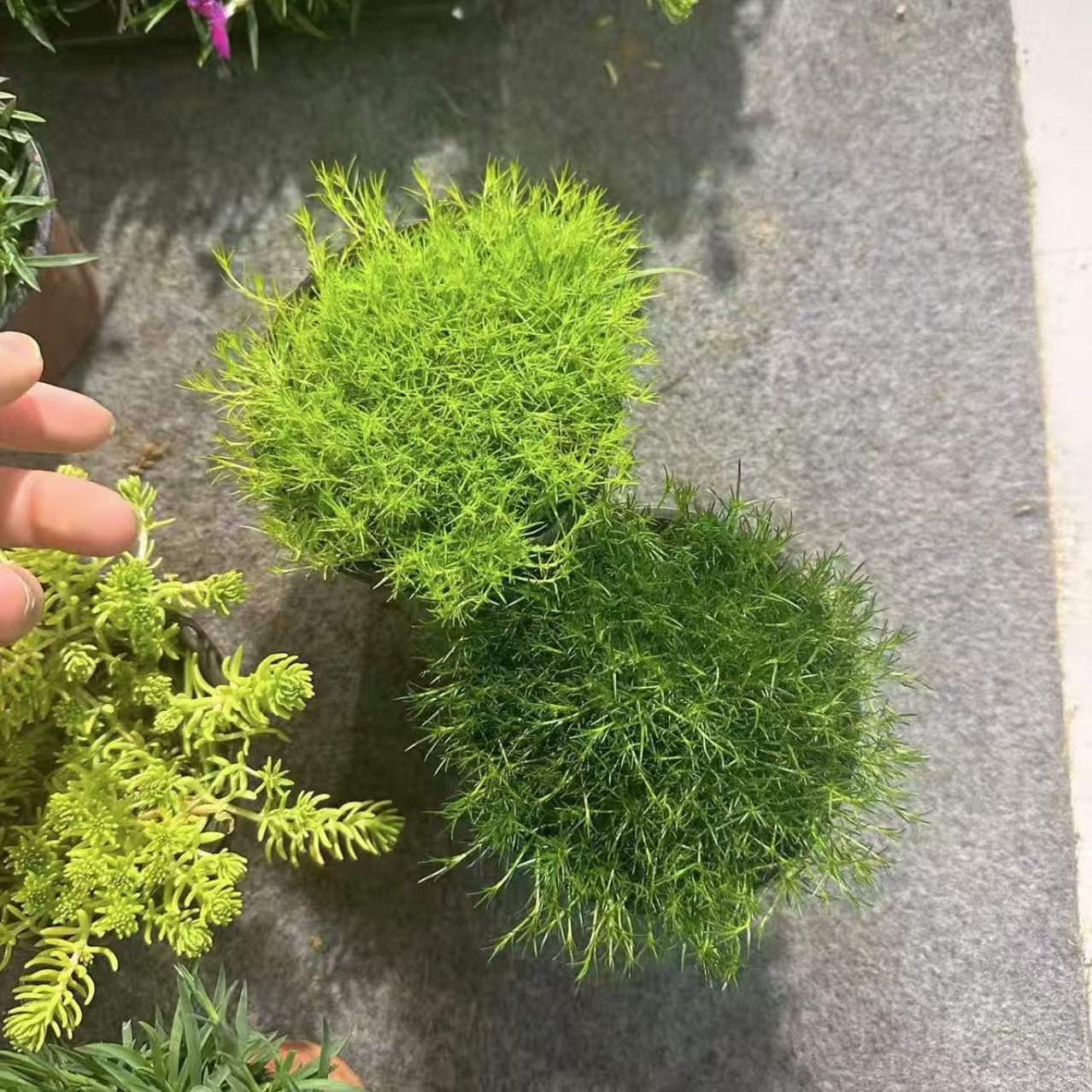 爱尔兰珍珠草庭院景观绿化四季常绿草坪开花美耐寒耐旱多年生宿根