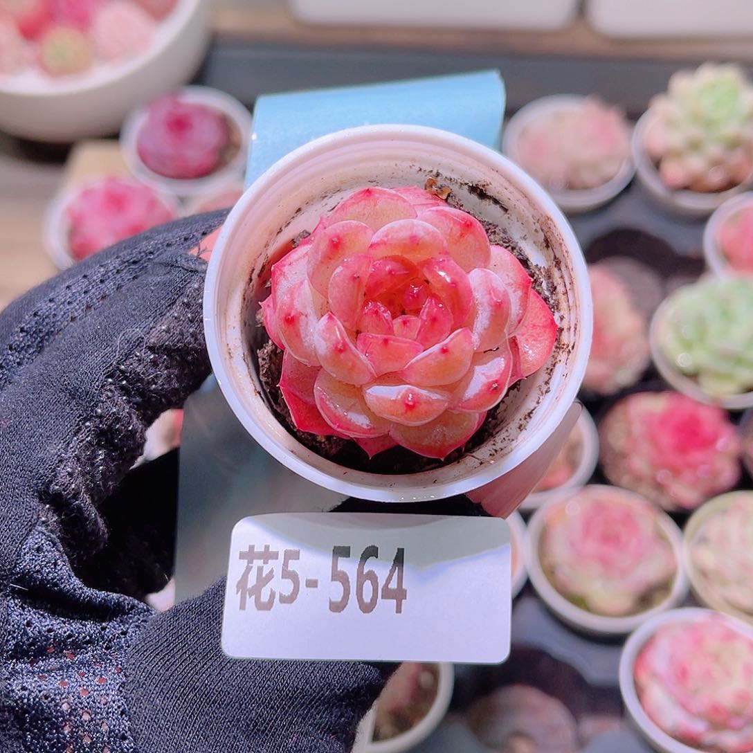 花利美5-564雪颜玉