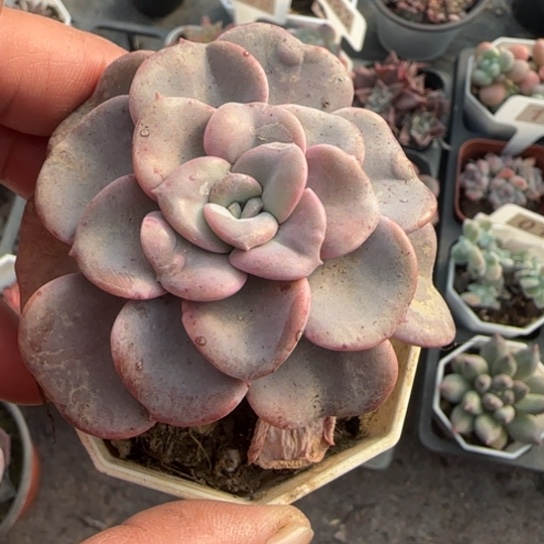 209心愿多肉植物多
