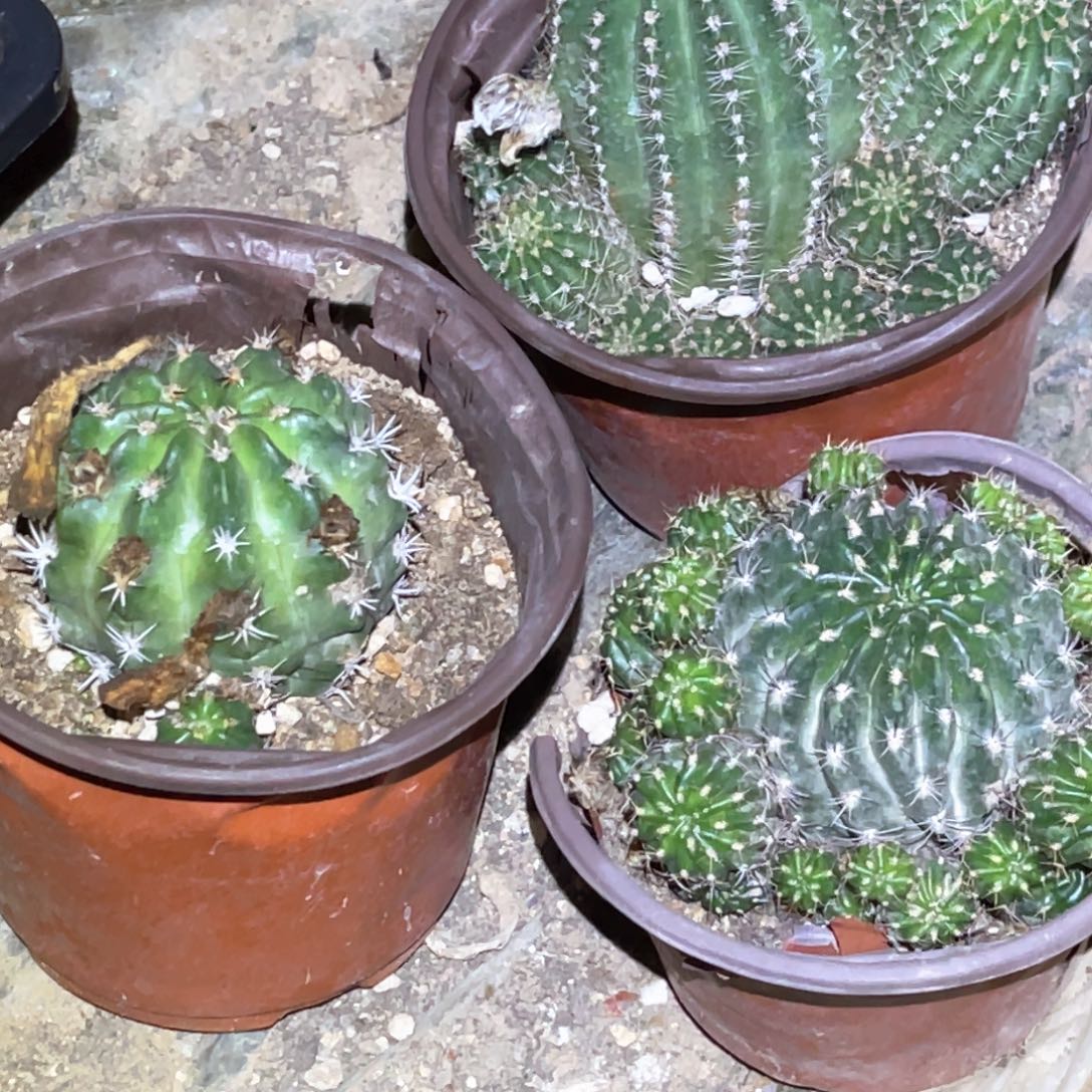 ****丽花 脱土脱盆摘花满20包邮 3颗