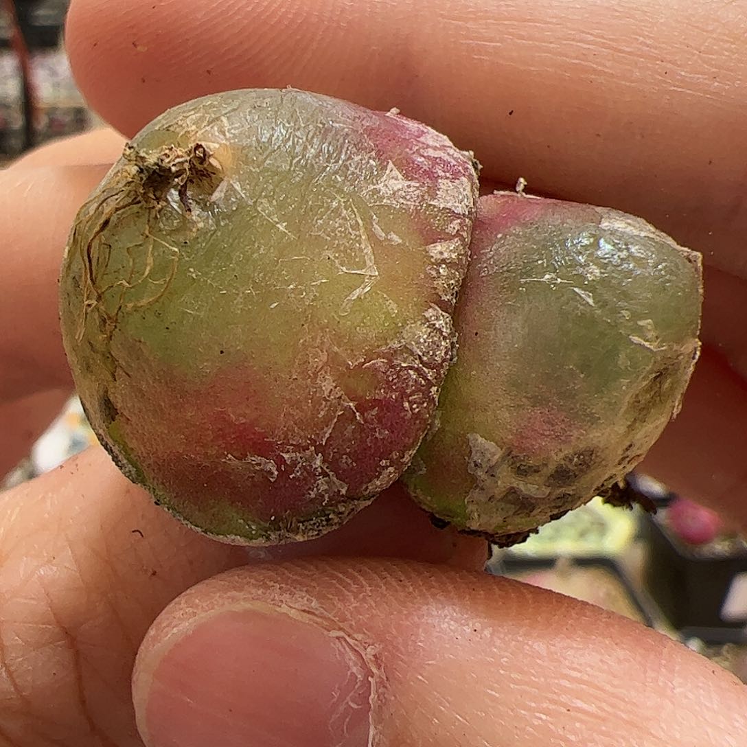 【闪购商品】28 双头灯泡