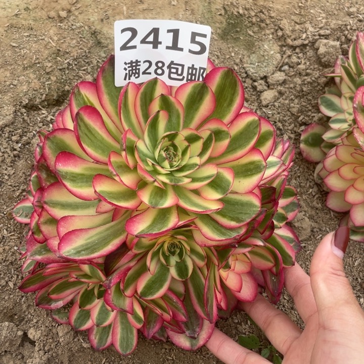 2415倾城多肉植物二号棚M