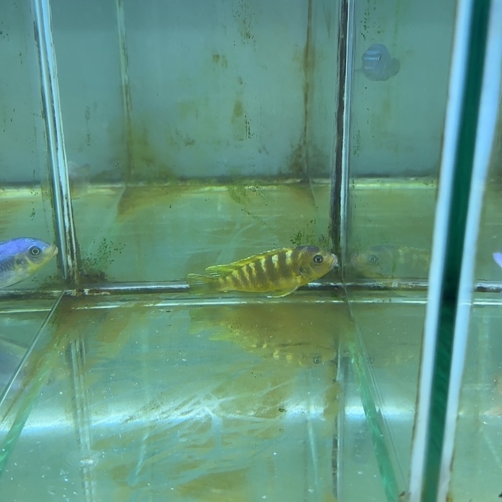 嗨***皮海水鱼47号111111111