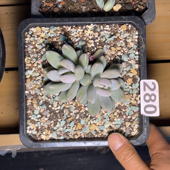 多肉植物哥特群280