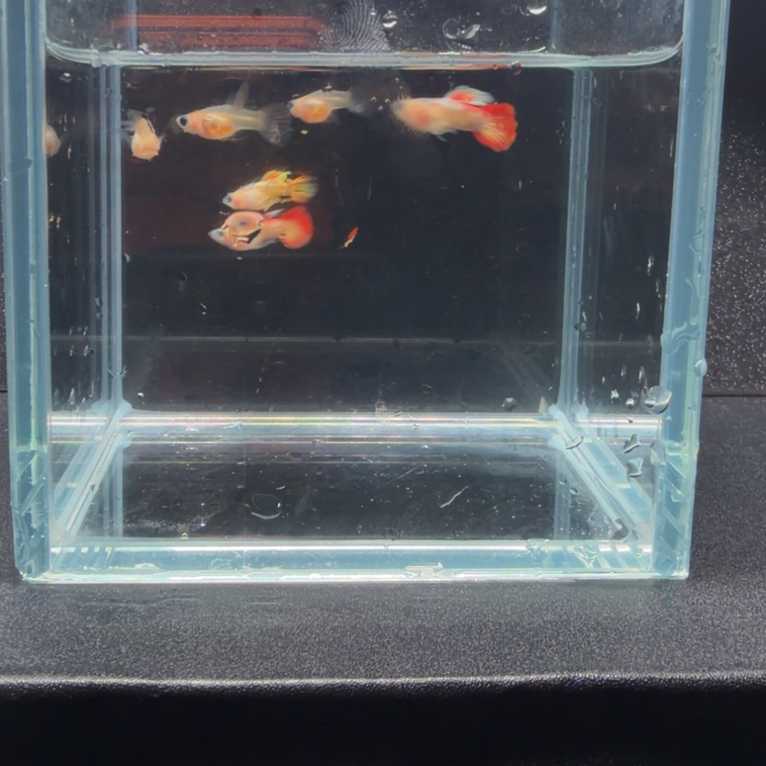 孔雀鱼玻璃短体6条