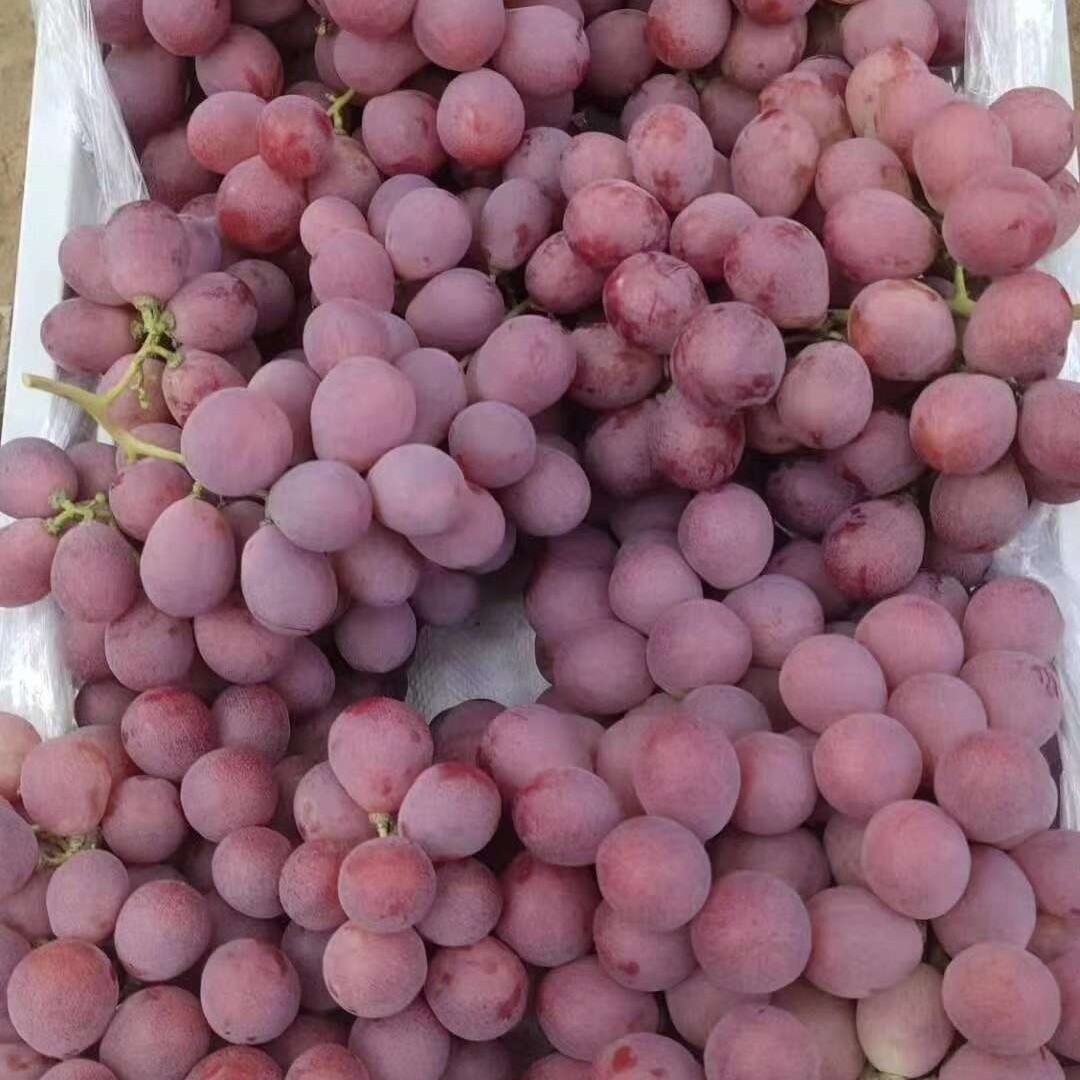 （龙陵县城内配送）红提葡萄云南省