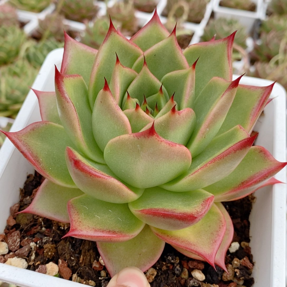 343 号东云系多肉植物