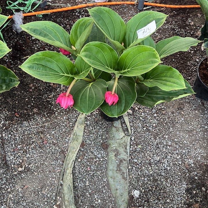 六***˗少量花朵（建议范围：2朵-5朵 或40%以下）