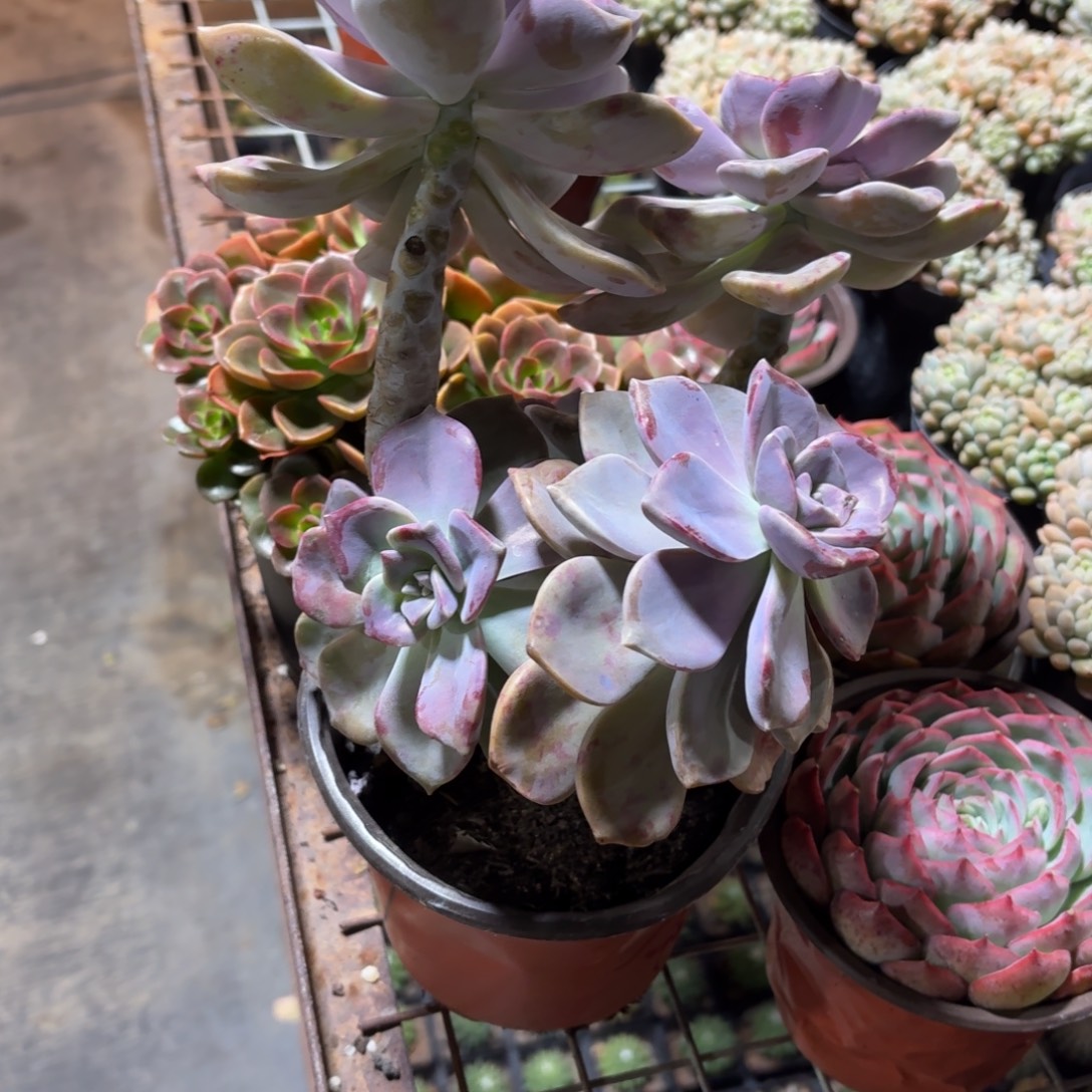 紫乐多肉整群14㎝盆大号