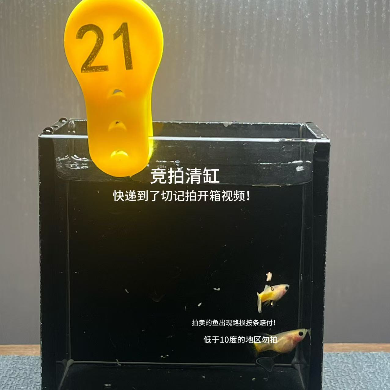 黄金玻璃猫缎带一对编号21