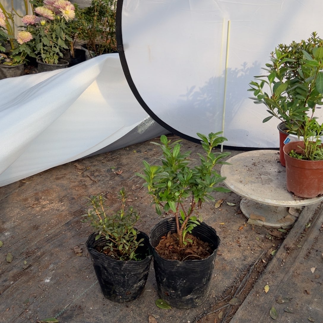 孙***立完全开放花蝴蝶丸子