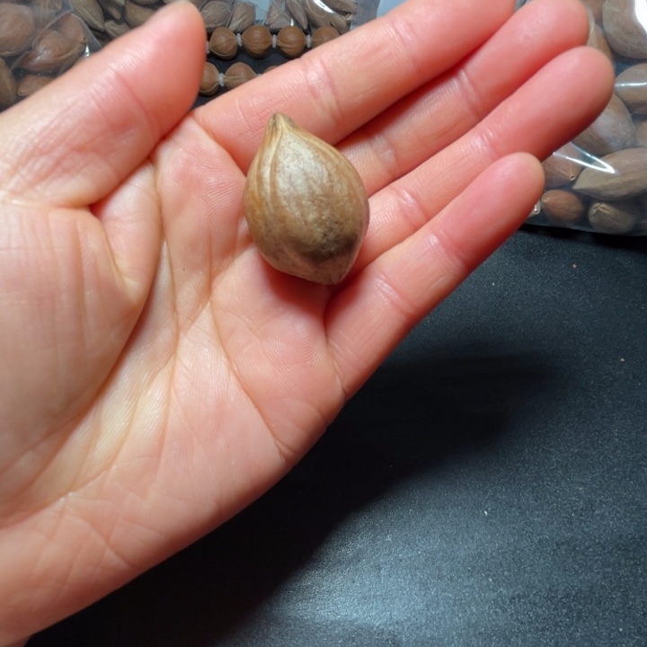 猪牙手串/手链我是