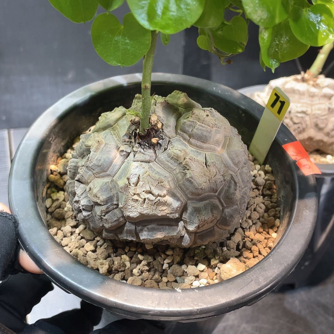 刺*71号龟甲龙带盆发货