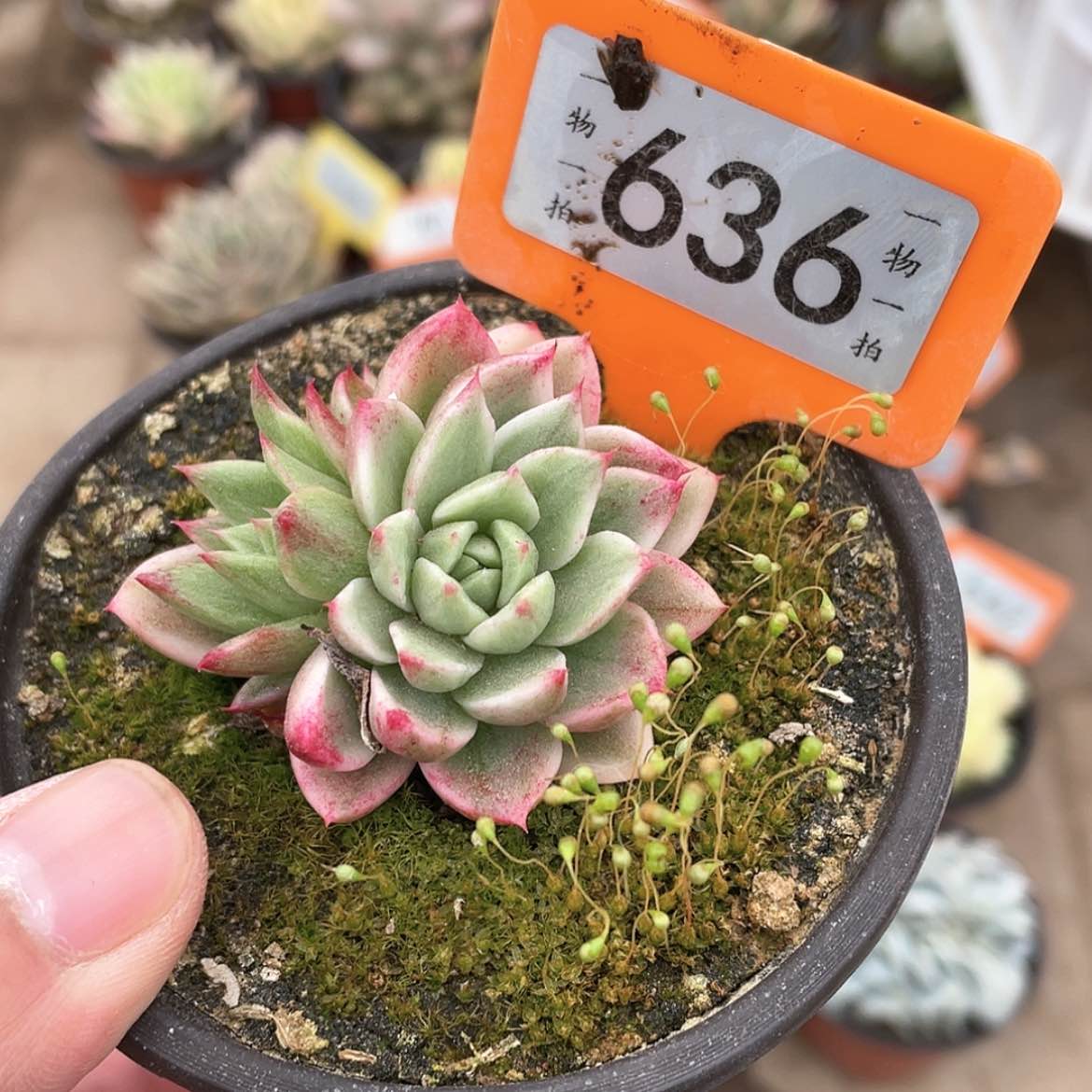 【闪购商品】636号