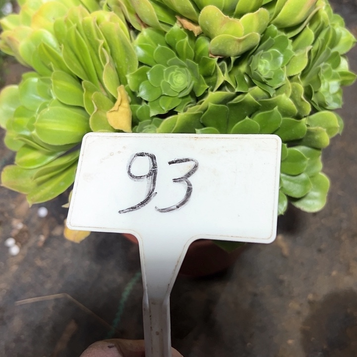 晁*多肉植物翡翠法师