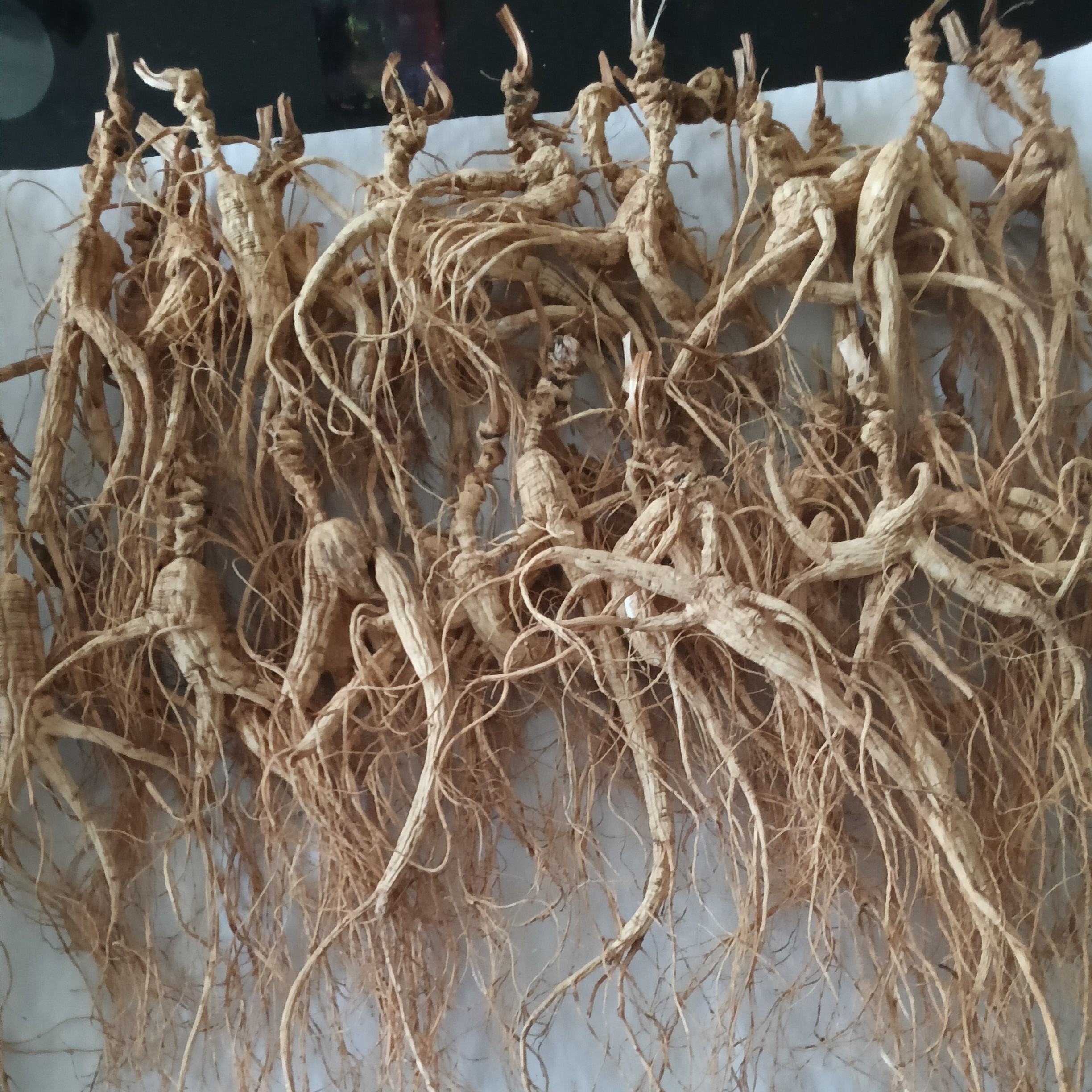 林下参干参礼盒装可用于泡水煲汤