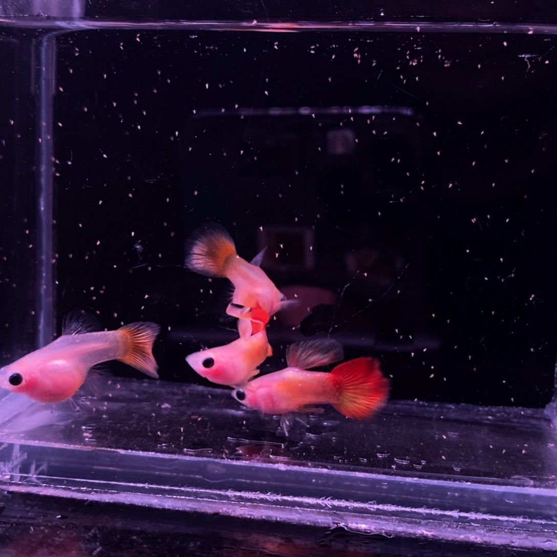 孔雀鱼落日玻璃两对