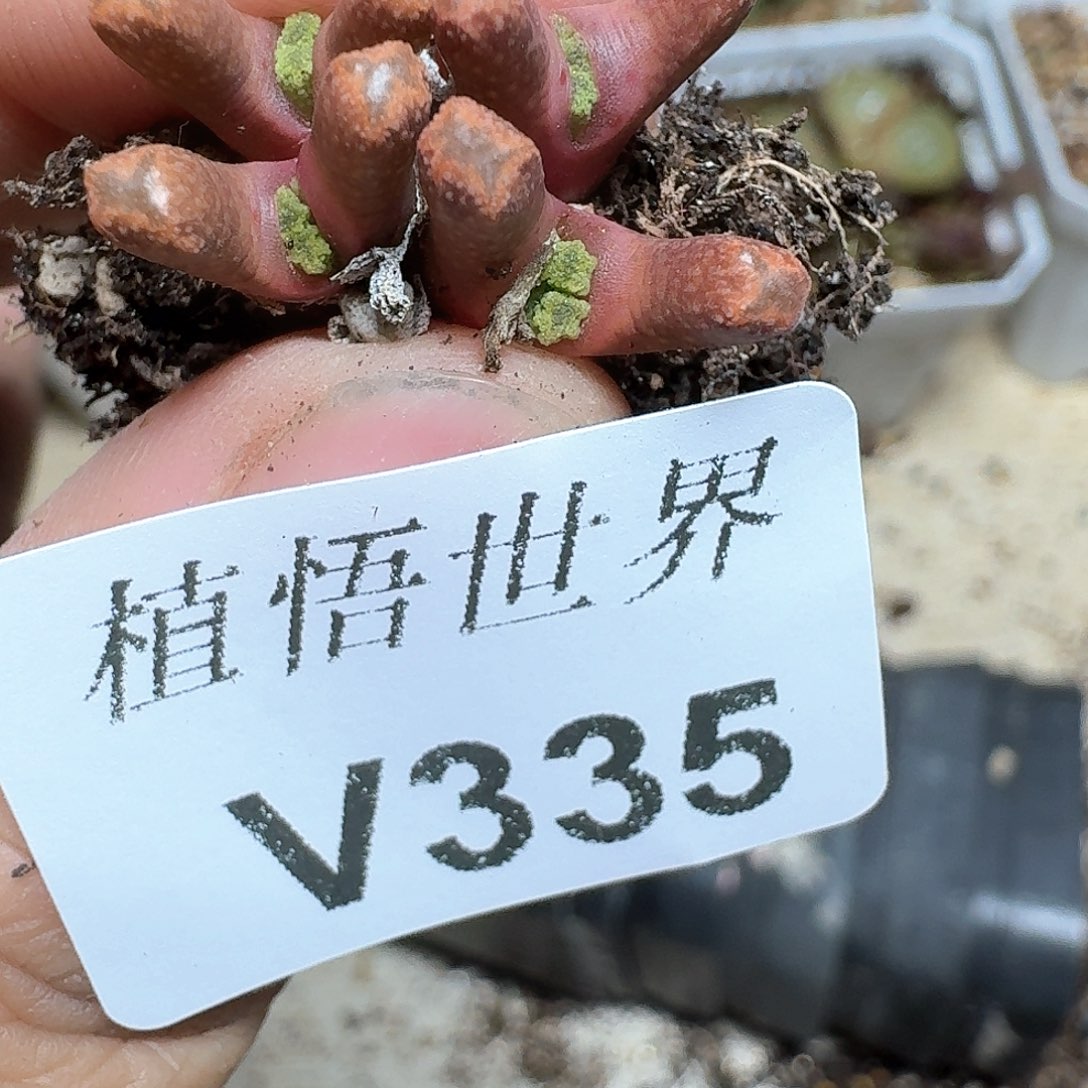 335号多肉植物哇f f