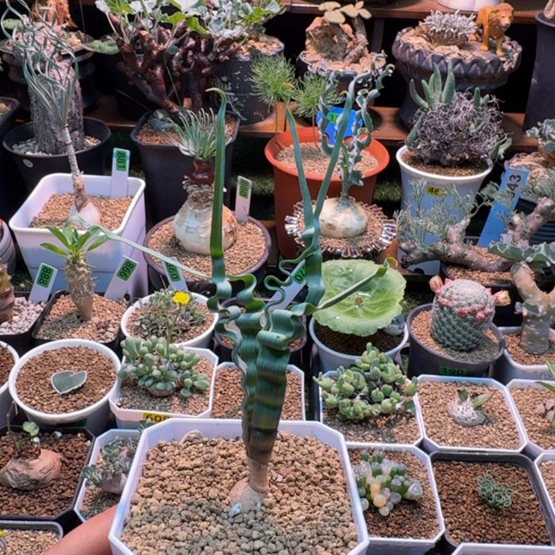 海带弹簧草897 仙人球