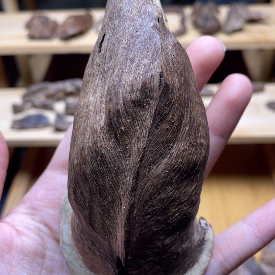 14.9克海南尖峰扭结老香