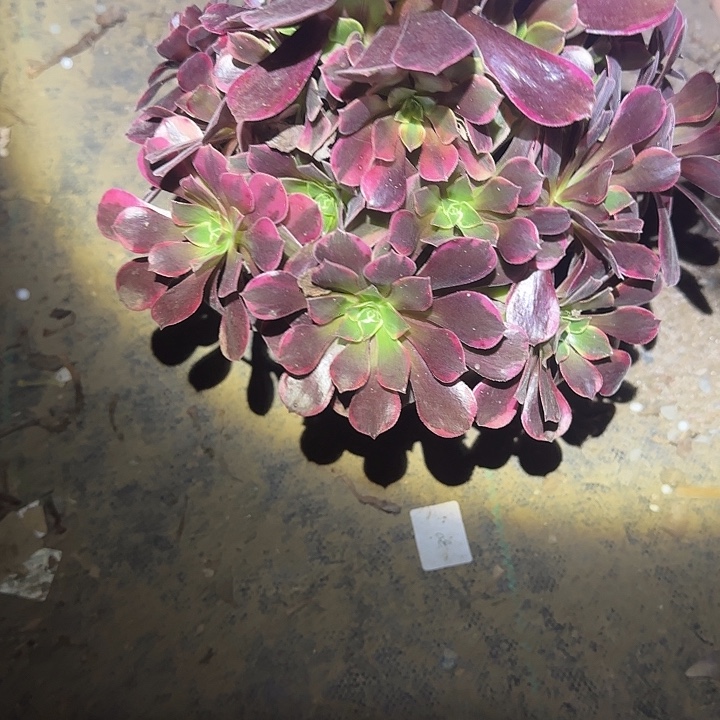 用***丽一物一拍侧枝不包13