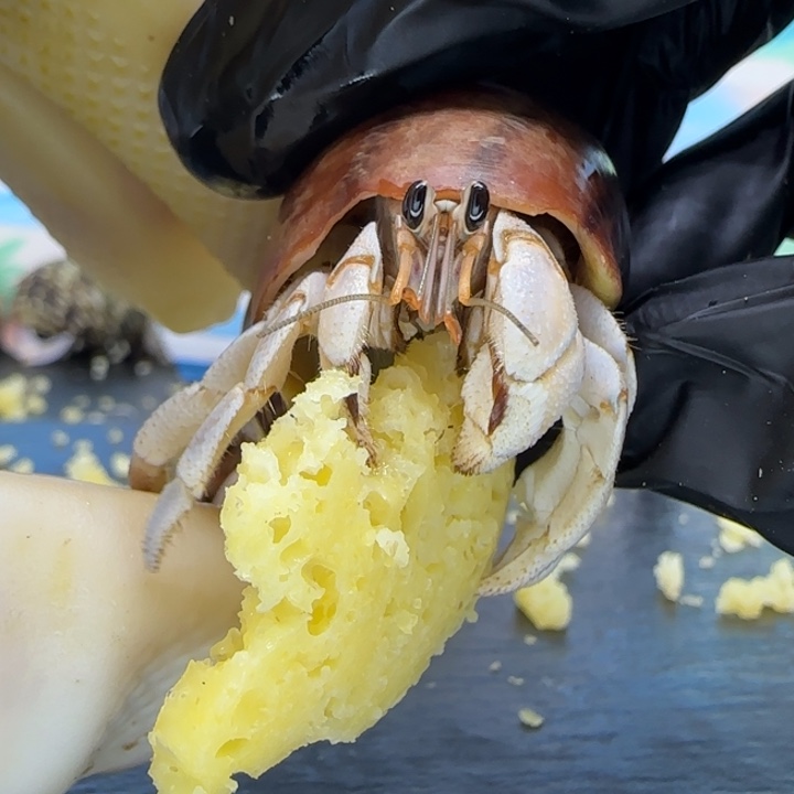 A57白色 西沙1.4cm口径