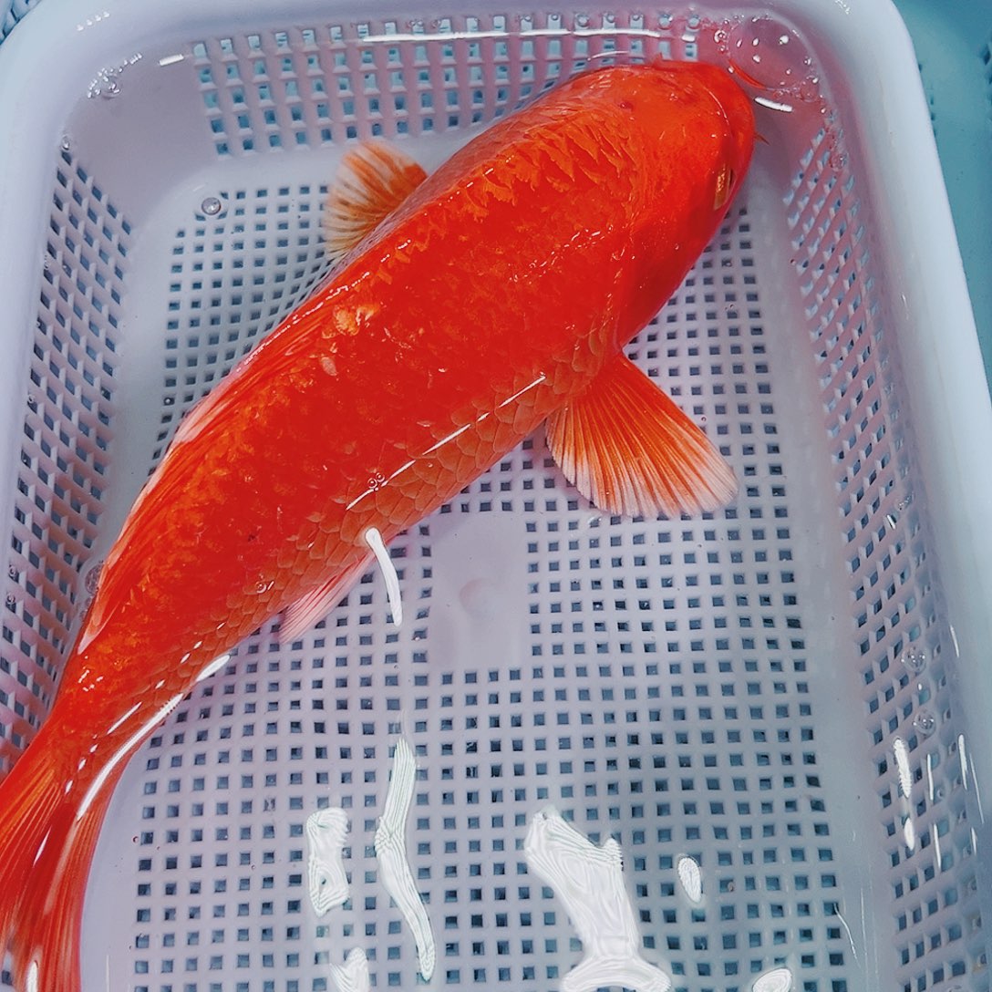 锦鲤锦鲤冷水鱼观赏118