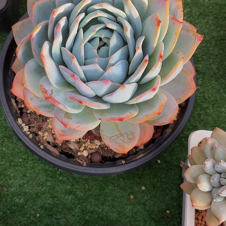 木***贝丽娟花卉风橙单头