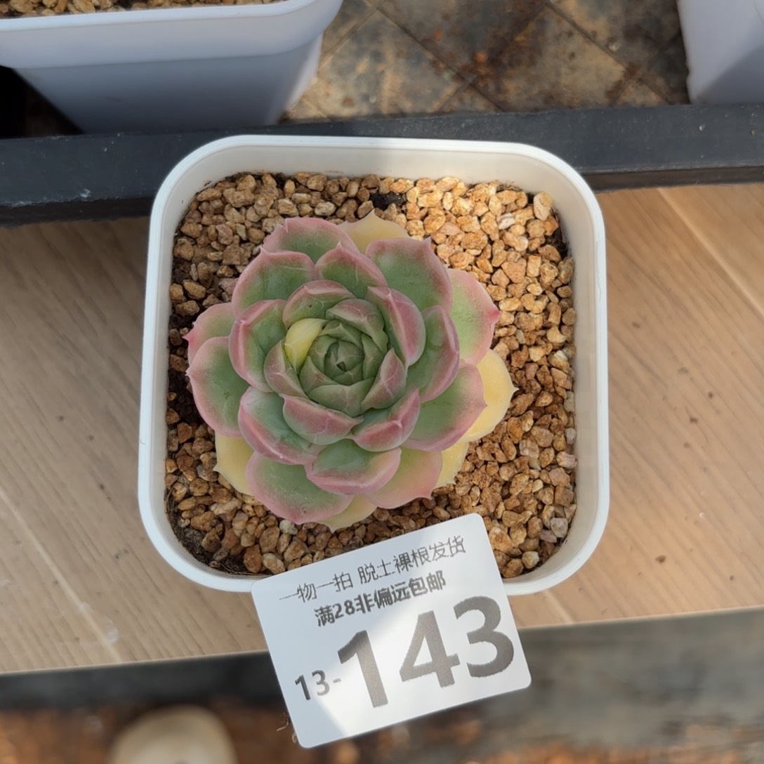 水晶虾饺单头多肉多肉