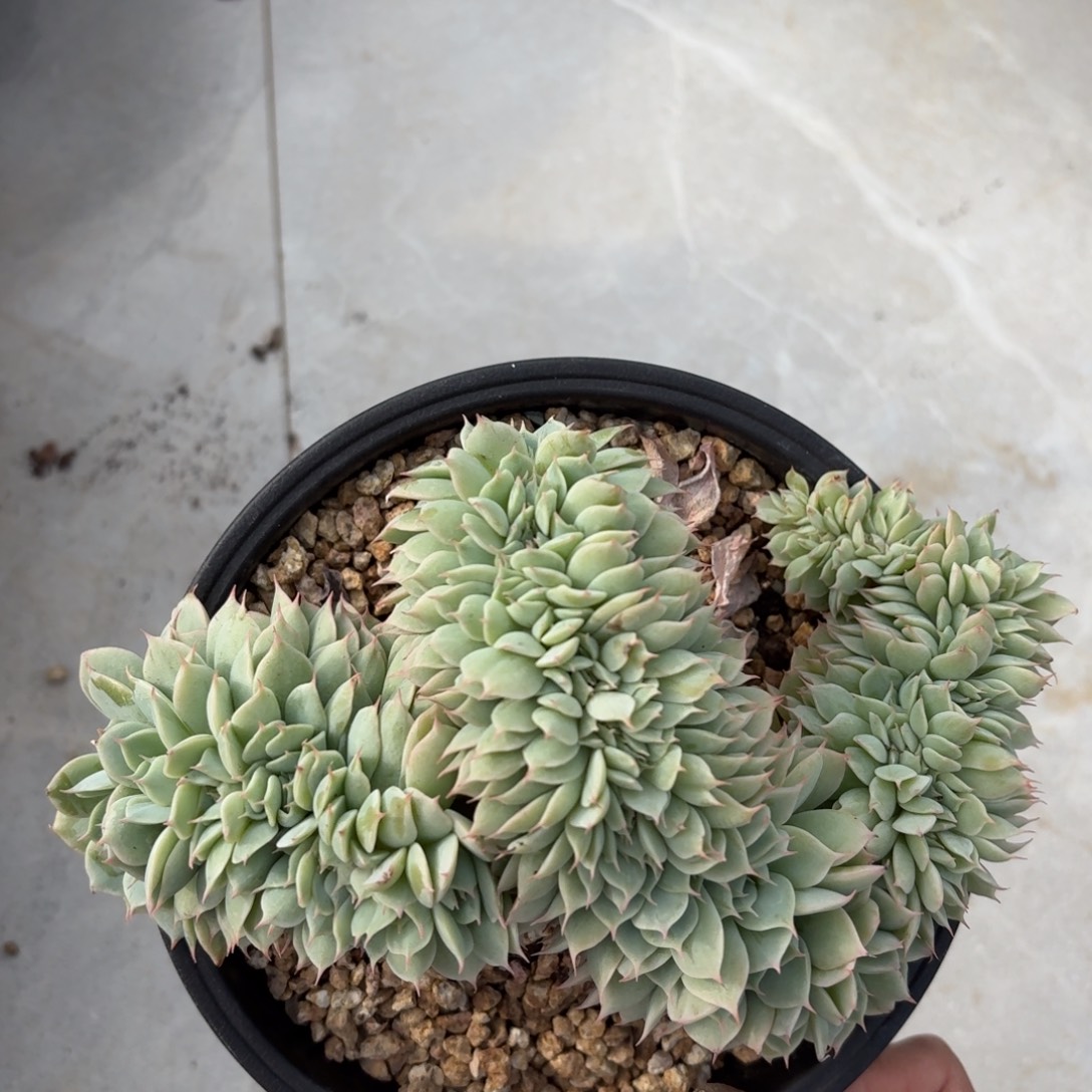 黑大帅多肉220蓝巴黎缀