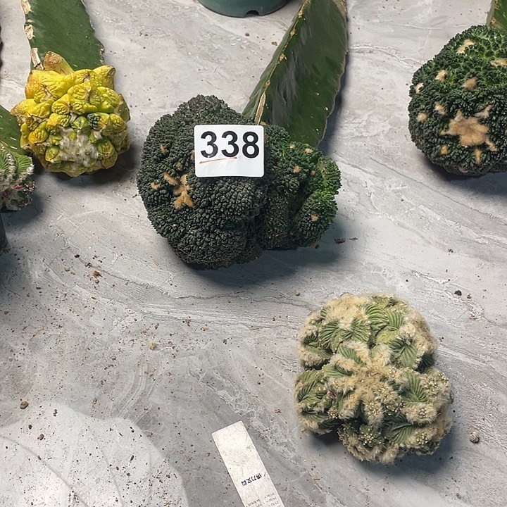 完全开放338大型菜花一个