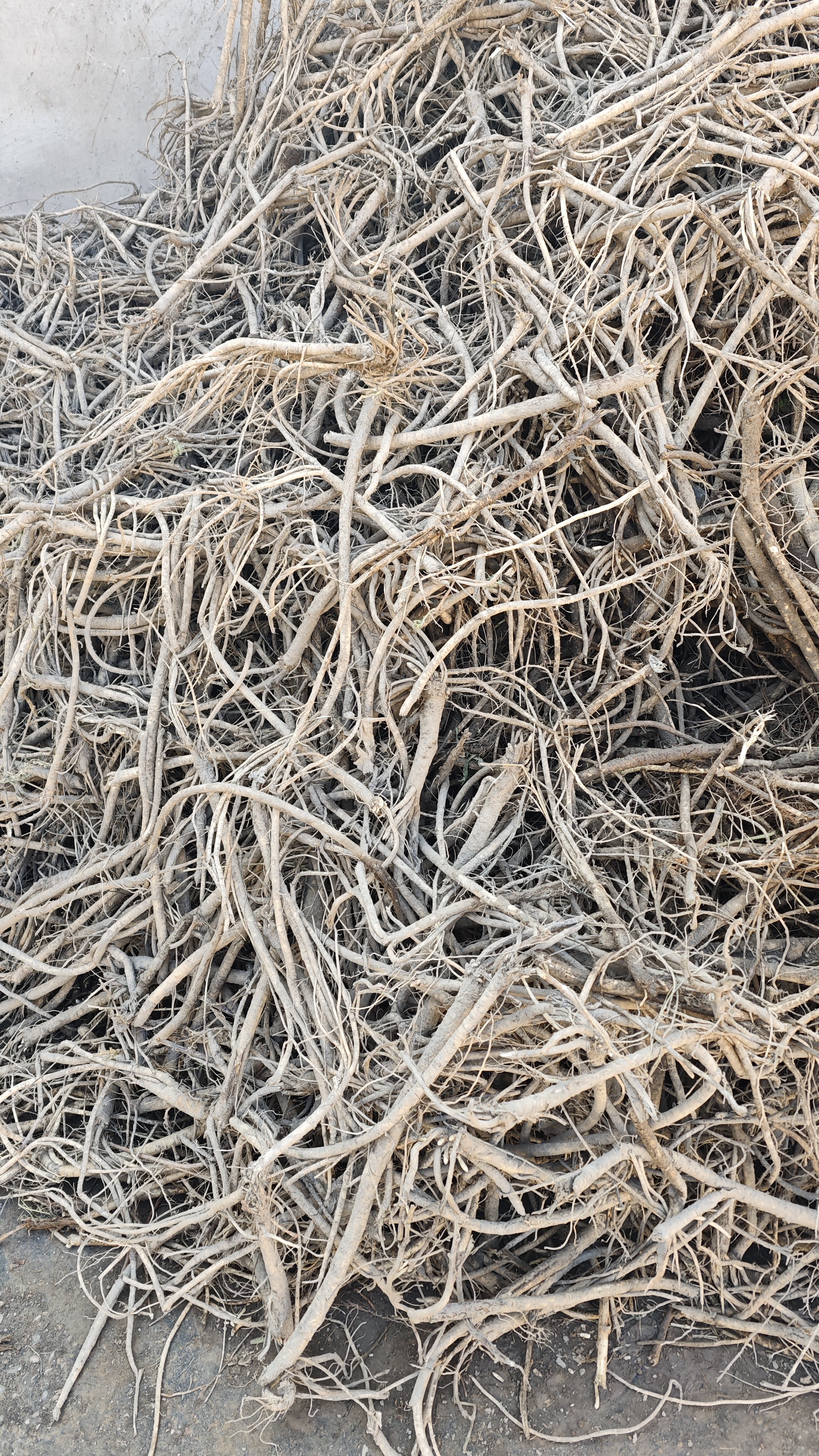 2025甘肃原产地鲜黄芪可煲汤炖肉泡水滋补福利大放送完美主义慎拍