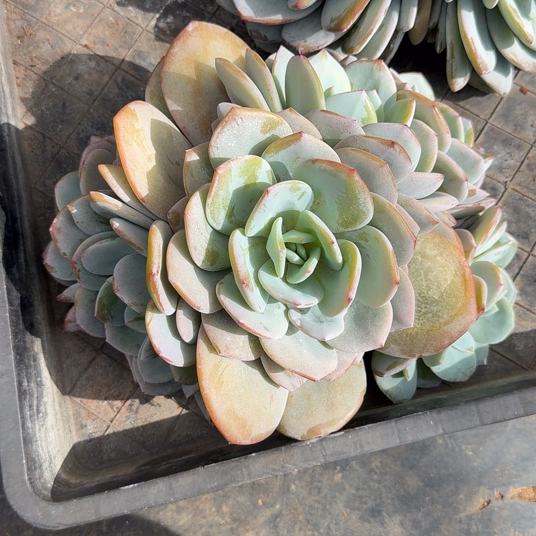 小***yA176 多肉售后范围：签收起7天内